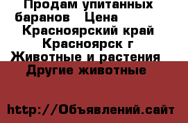 Продам упитанных  баранов › Цена ­ 6 000 - Красноярский край, Красноярск г. Животные и растения » Другие животные   